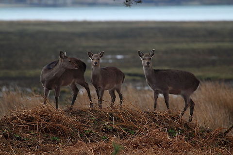 Sika Hinds Photographed on the Arne Peninsula in Poole Harbour Dorset Cervus nippon,Sika Deer