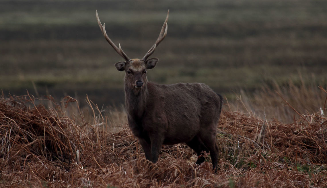 Sika Stag Taken on The Arne Peninsula in Poole Harbour Dorset. Cervus nippon,Geotagged,Sika Deer,United Kingdom,Winter