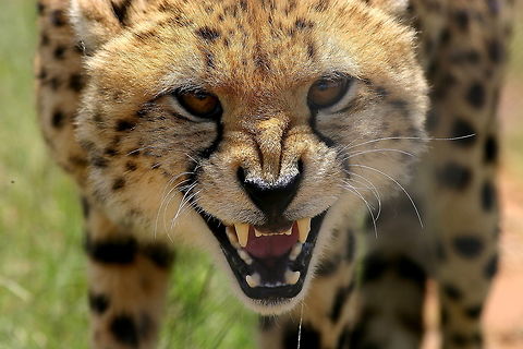 Cheetah