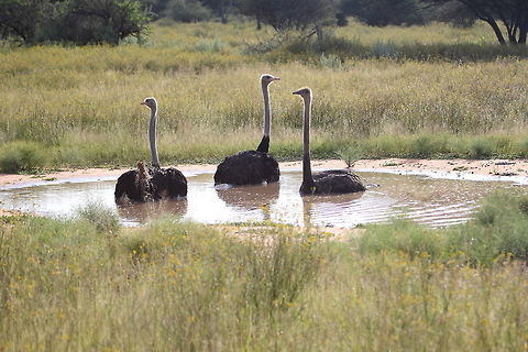 Ostrich  Ostrich,Struthio camelus