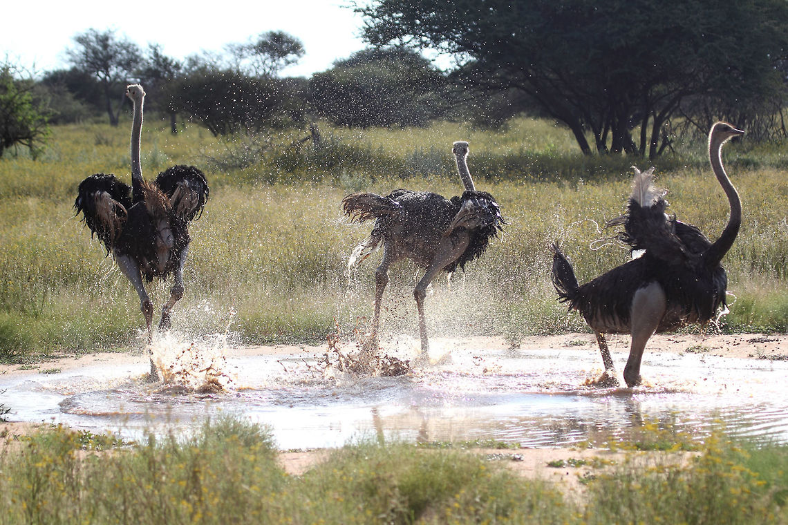 Ostrich Time to go chaps!! Ostrich,Struthio camelus