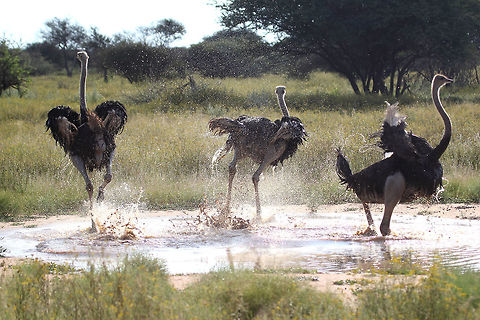 Ostrich Time to go chaps!! Ostrich,Struthio camelus