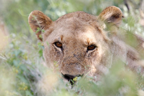 Female Lion Photo taken in Etosha National Park Namibia Lion,Panthera leo