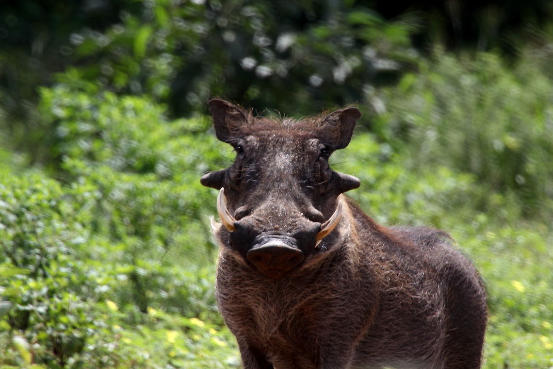 Warthog I am really hansom!! Phacochoerus africanus,Warthog
