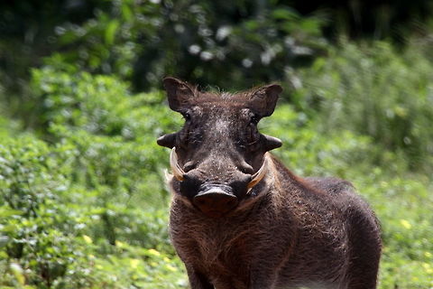 Warthog I am really hansom!! Phacochoerus africanus,Warthog
