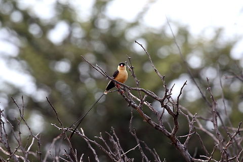 Shaft-tailed Whydah  Shaft-tailed whydah,Vidua regia