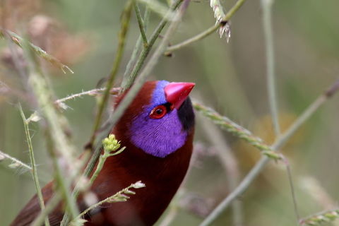 Violet Eared Waxbill  Uraeginthus granatinus,Violet-eared waxbill