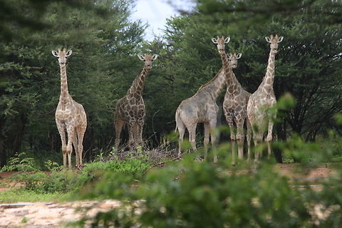 Girraffe  Giraffa camelopardalis,Giraffe