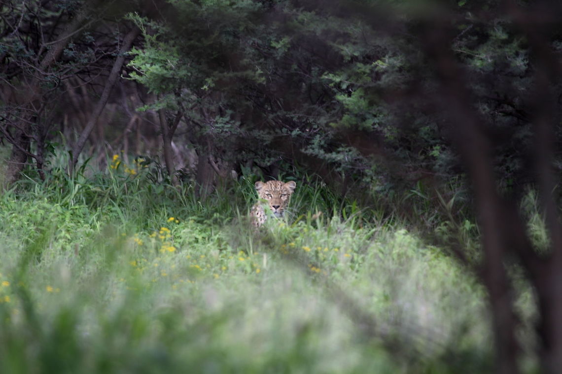 Leopard  African Leopard,Panthera pardus pardus