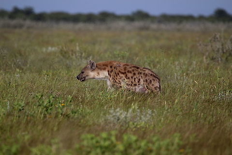 Hyena  Crocuta crocuta,Spotted Hyena
