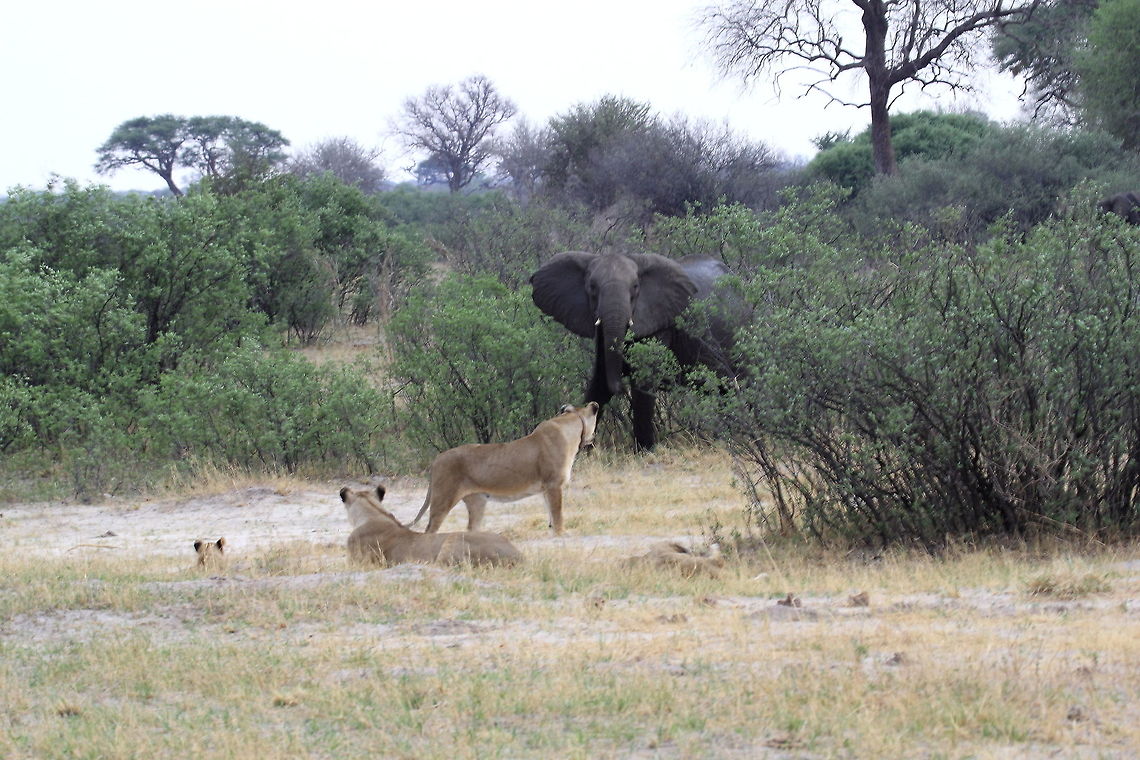Confrontation This ended in a chase. Lion,Panthera leo