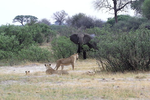 Confrontation This ended in a chase. Lion,Panthera leo