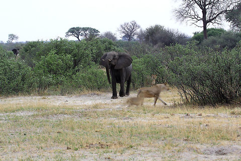 The Chase Begins  African bush elephant,Loxodonta africana