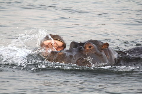 Hippopotamus Above the Victoria Falls Hippopotamus,Hippopotamus amphibius