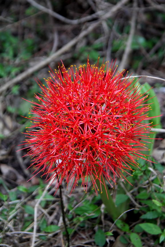 Blood Flower  Blood flower,Scadoxus multiflorus