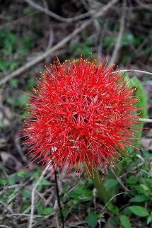 Blood Flower  Blood flower,Scadoxus multiflorus