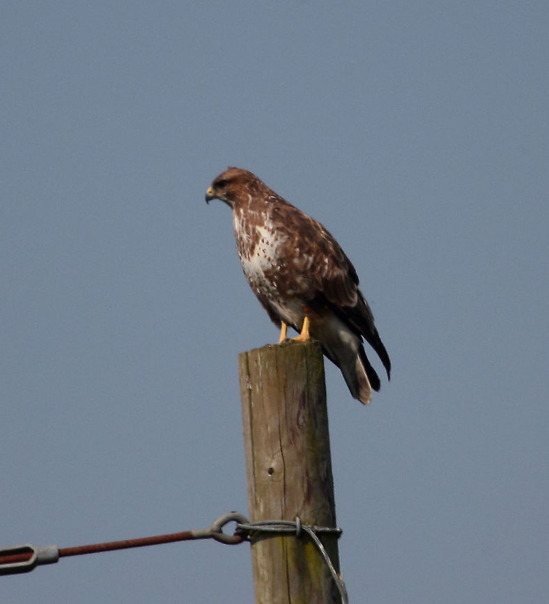Buzzard  Buteo buteo,Common buzzard