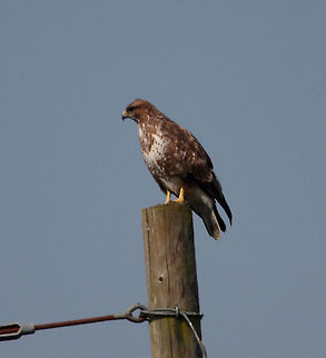 Buzzard  Buteo buteo,Common buzzard
