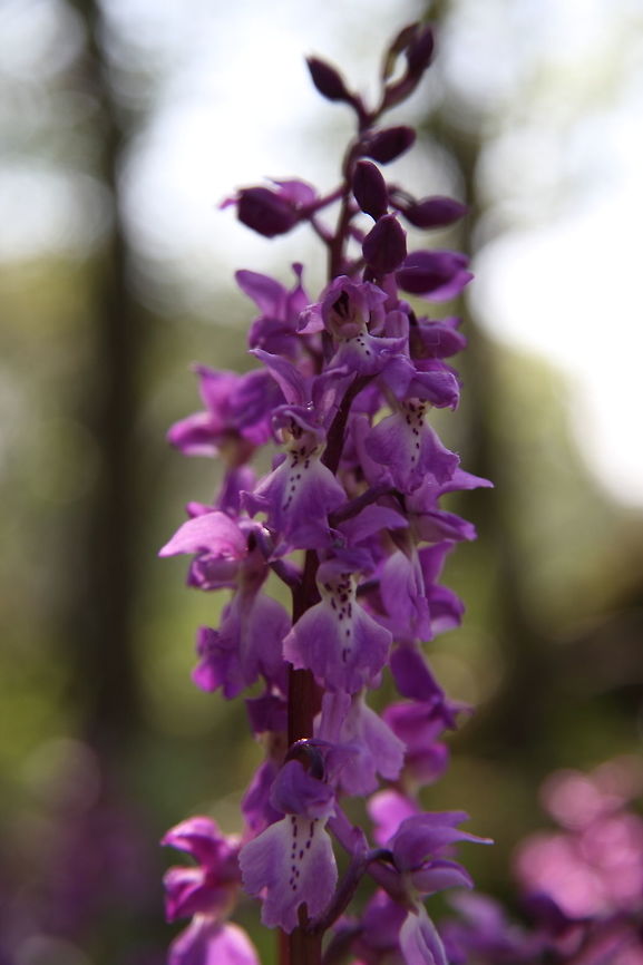 Early Purple Orchid  Geotagged,Orchis mascula,Spring,United Kingdom