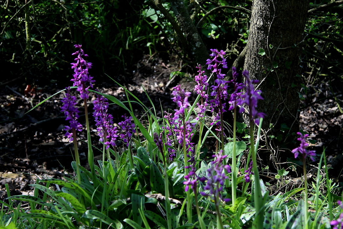 Early Purple Orchids  Geotagged,Orchis mascula,Spring,United Kingdom
