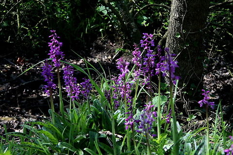 Early Purple Orchids  Geotagged,Orchis mascula,Spring,United Kingdom