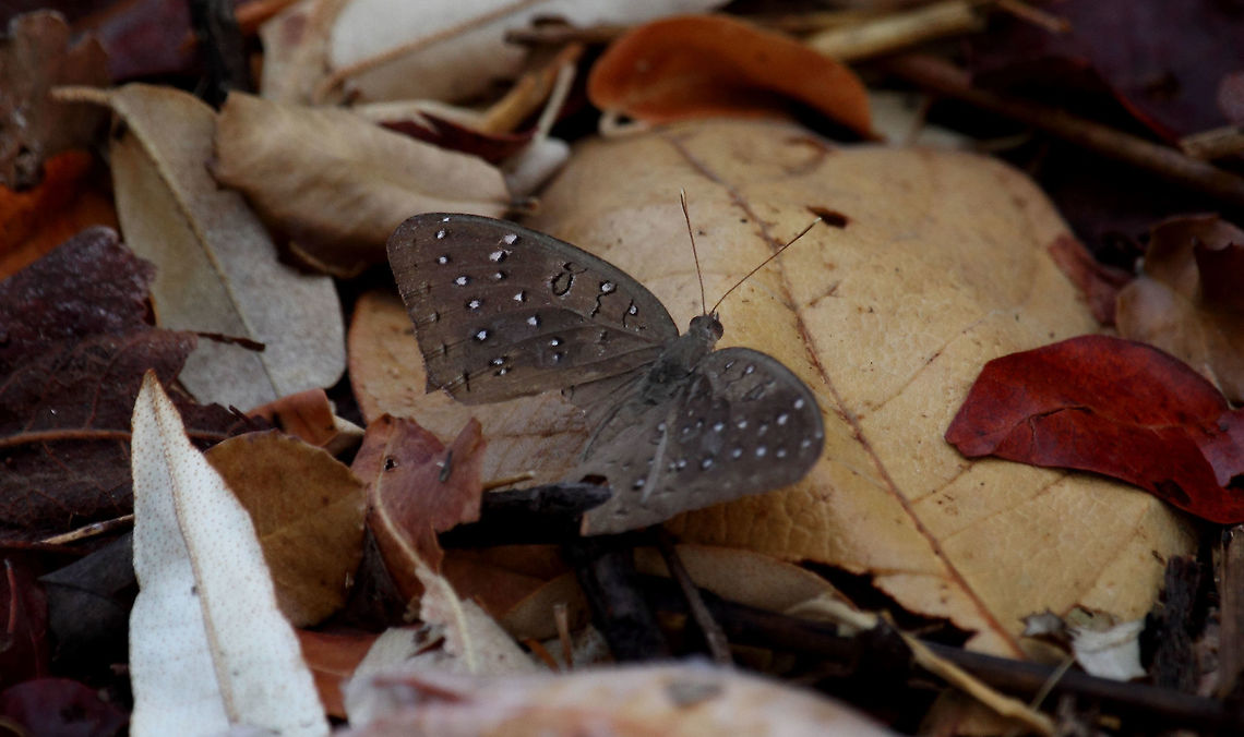 Guineafowl Butterﬂy  Hamanumida daedalus
