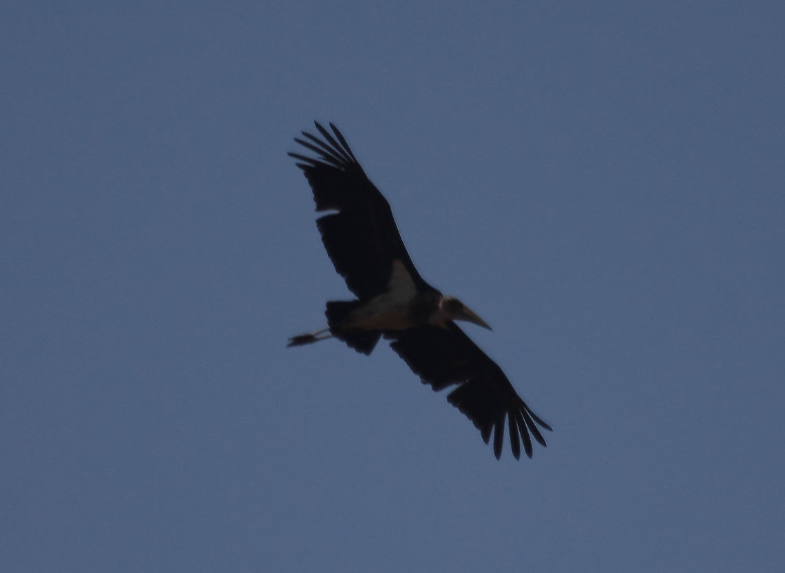 Maribou Stork  Leptoptilos crumeniferus,Marabou Stork