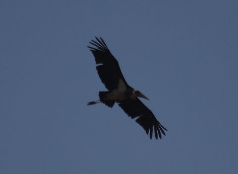 Maribou Stork  Leptoptilos crumeniferus,Marabou Stork