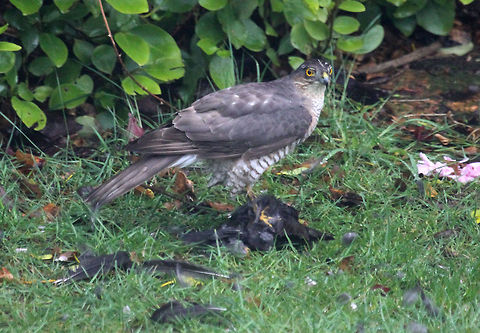 Sparrow Hawk This Sparrow Hawk captured a Male Blackbird in my garden. Accipiter nisus,Eurasian Sparrowhawk,Geotagged,Spring,United Kingdom