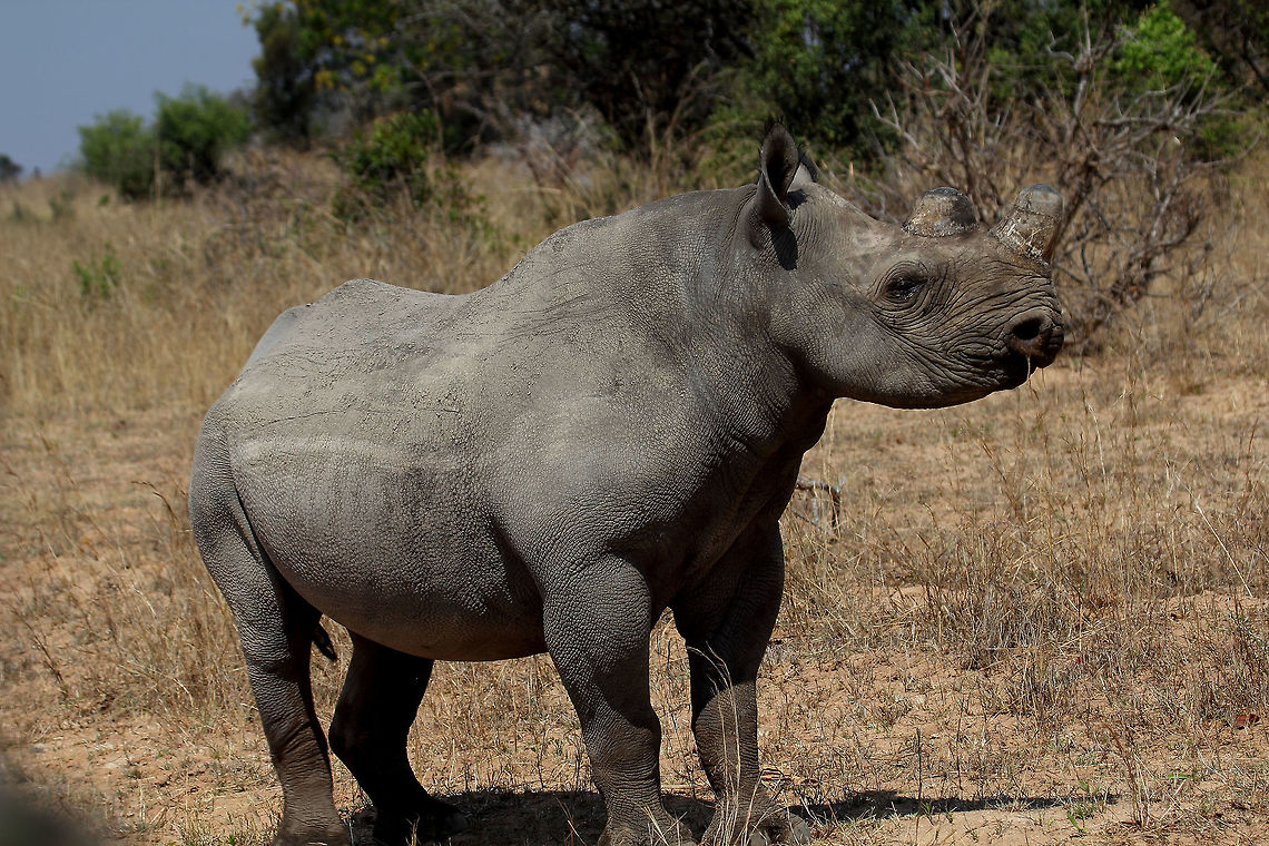 Black Rhino Photo take at the Black Rhino Breeding Programme, Imire Game Reserve, Zimbabwe Black rhinoceros,Diceros bicornis