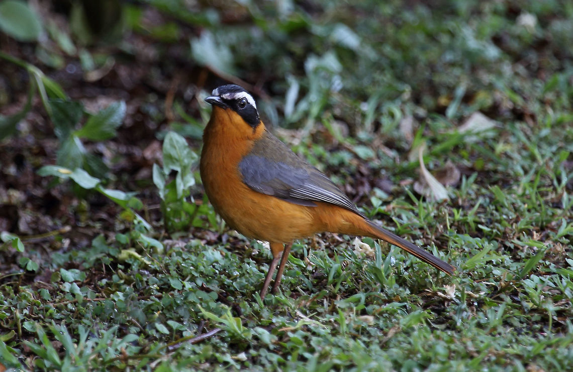 Cape Robbin  Cape Robin-Chat,Cossypha caffra