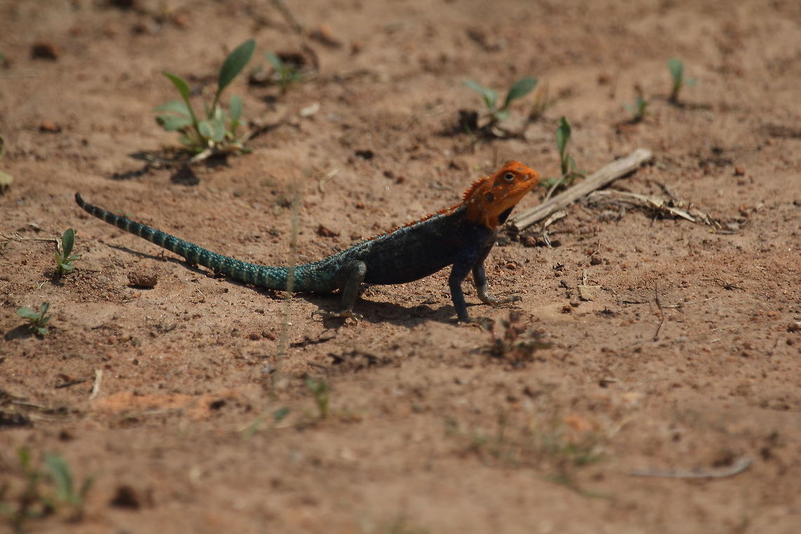Kirk's Rock Agama  Agama kirkii,Kirk's Rock Agama