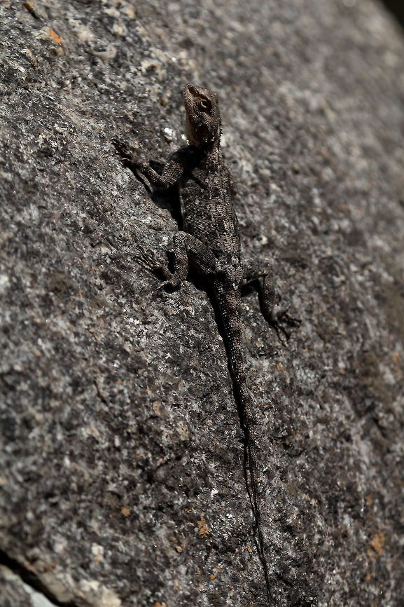 Southern Rock Agama  Agama atra,Southern rock agama