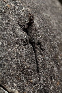 Southern Rock Agama  Agama atra,Southern rock agama