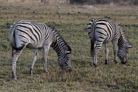 Burchell's Zebra  Burchells zebra,Equus quagga burchellii