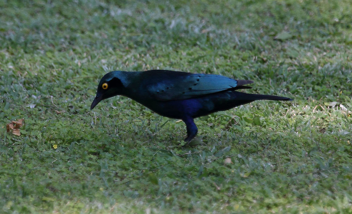 Purple Glossy Starling  Lamprotornis purpureus,Purple Starling