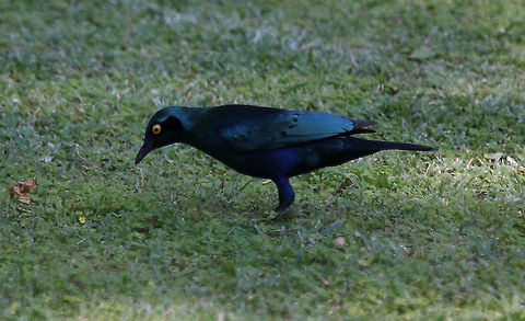 Purple Glossy Starling  Lamprotornis purpureus,Purple Starling