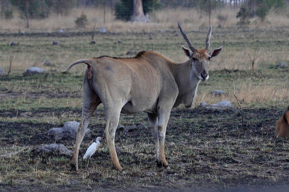Common Eland  Common eland,Taurotragus oryx