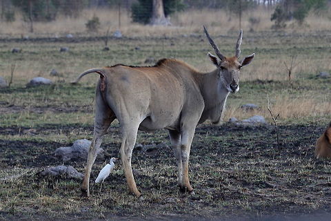Common Eland  Common eland,Taurotragus oryx