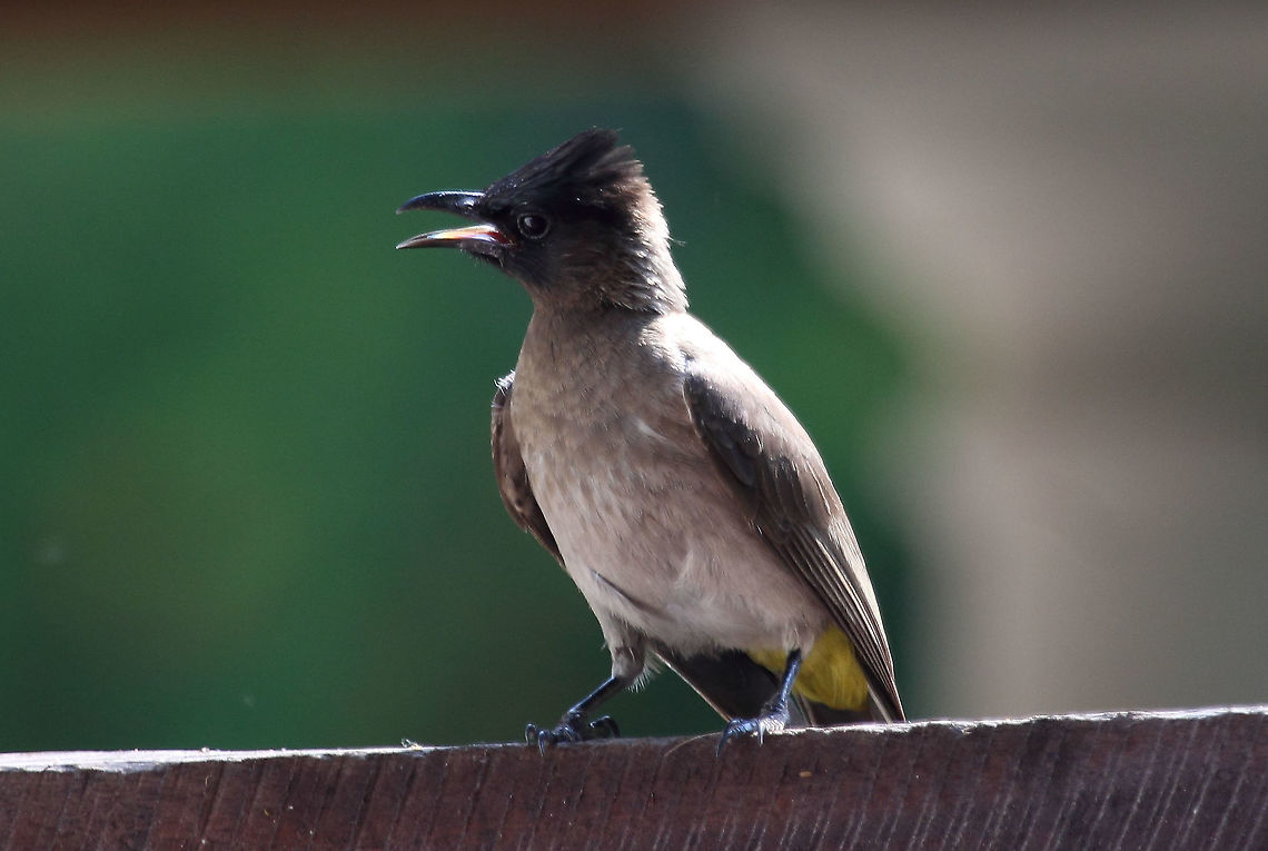 Black-Eyed Bulbul  Common bulbul,Pycnonotus barbatus