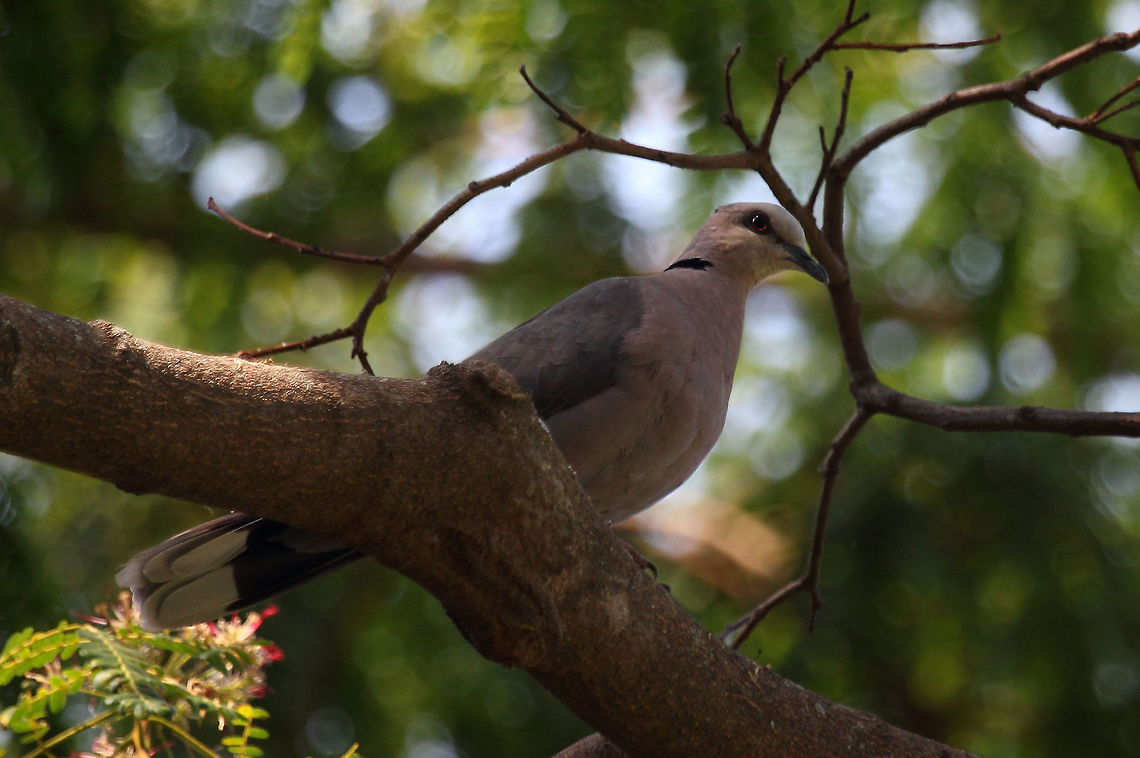 Ring-necked Dove  Red-eyed dove,Streptopelia semitorquata