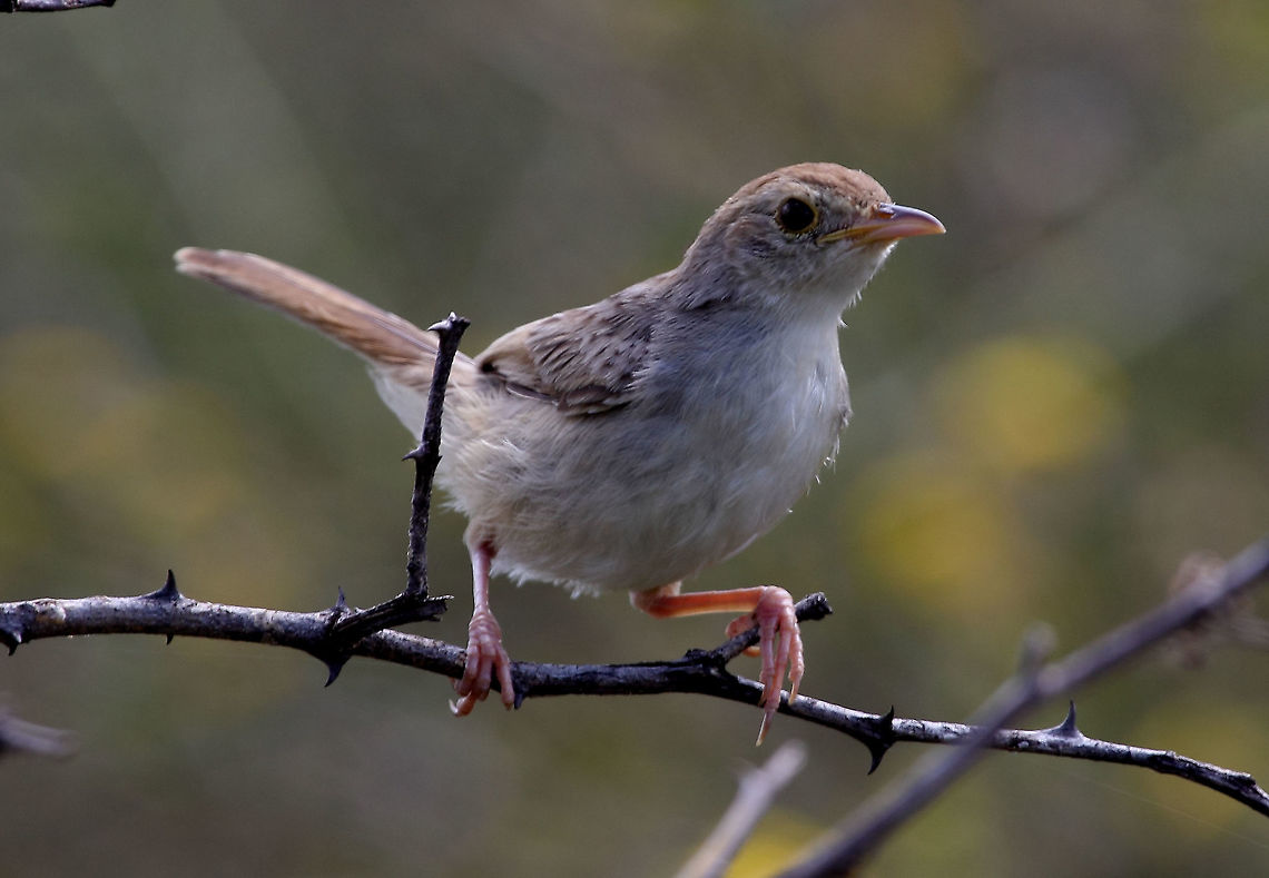 Grey-backed cisticola (Cisticola subruficapilla) This photo was taken at a waterhole site in Namibia.  Cisticola subruficapilla,Grey-backed cisticola