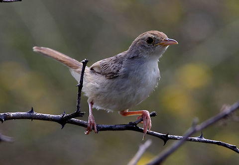 Grey-backed cisticola