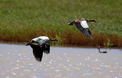 Egyptian Goose  Alopochen aegyptiacus,Egyptian Goose