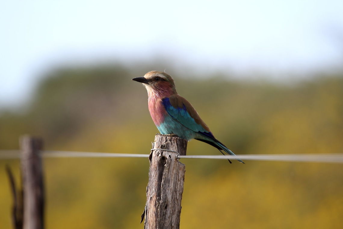 Lilac Breasted Roller  Coracias caudatus,Lilac-breasted Roller