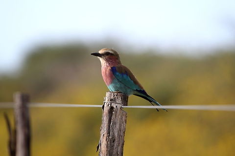 Lilac Breasted Roller  Coracias caudatus,Lilac-breasted Roller