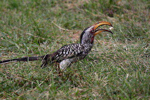 Yellow-billed Hornbill  Southern Yellow-billed Hornbill,Tockus leucomelas
