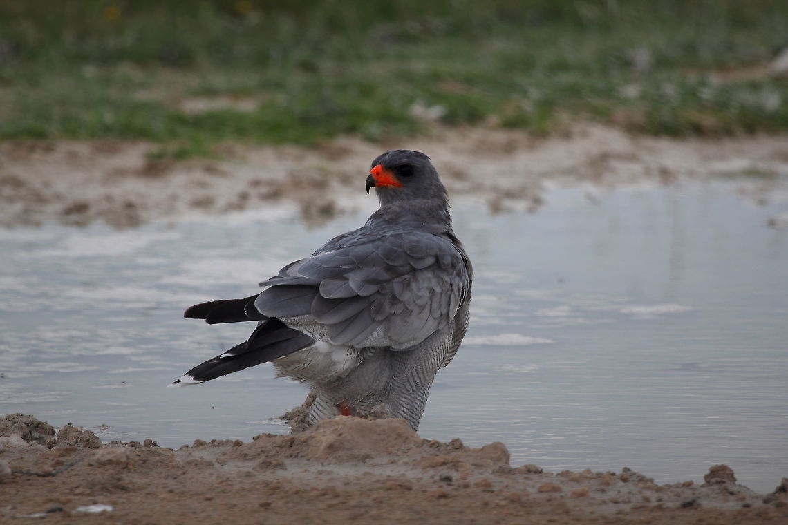 Pale Chanting Goshawk  Melierax canorus,Pale Chanting Goshawk