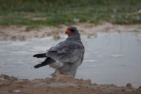 Pale Chanting Goshawk  Melierax canorus,Pale Chanting Goshawk