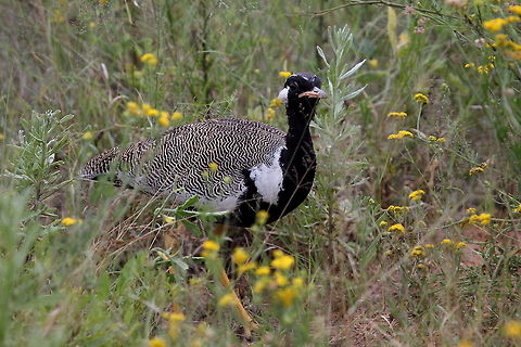 Northern Black Korhaan Photo taken at Cheetah Conservation Estate Afrotis afraoides,Northern black korhaan